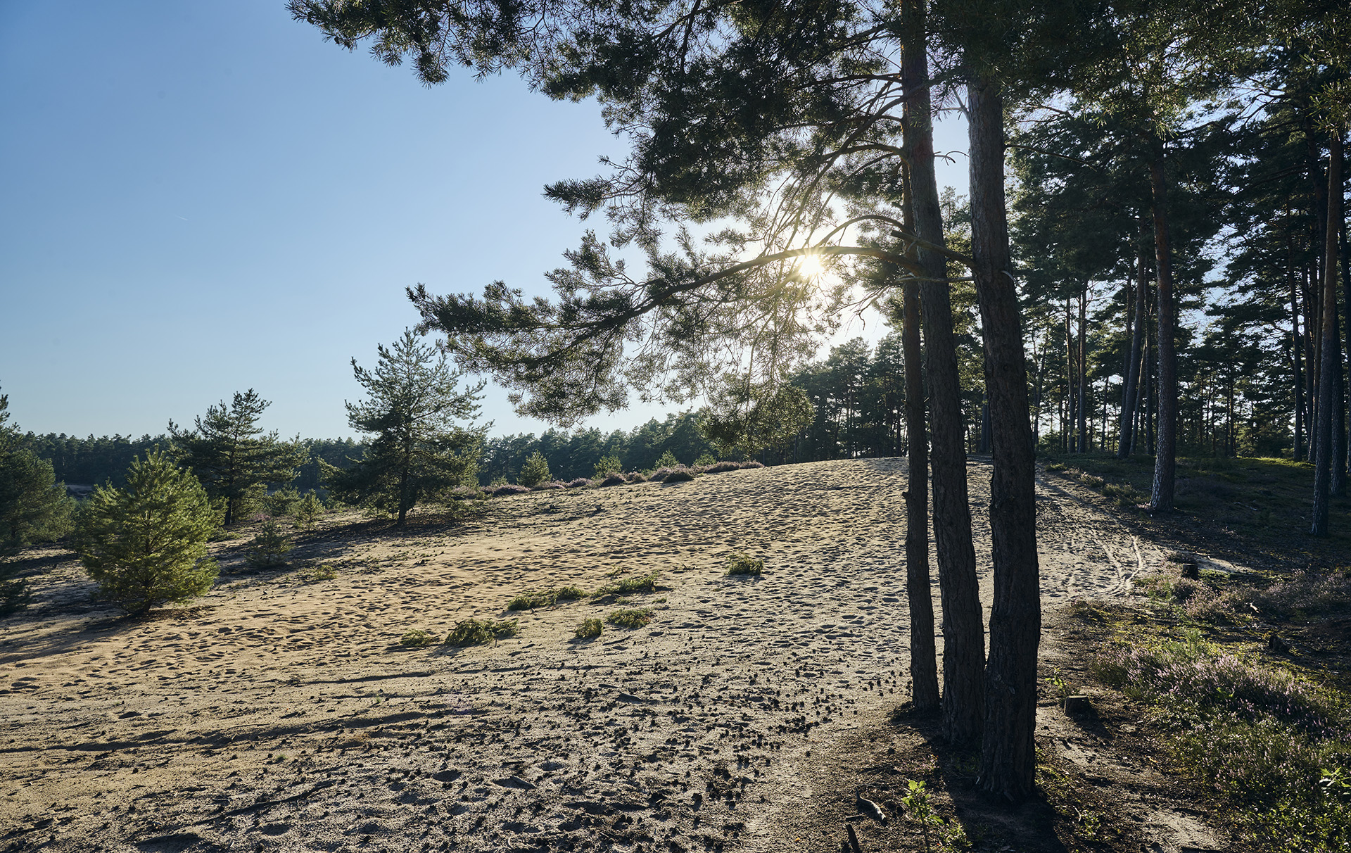 Flechtenwald an der Sanddüne